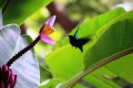 colibri-bannanier guadeloupe